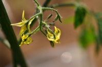 トマトの花