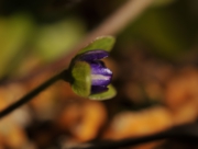 雪割草のお花