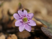 雪割草のお花