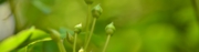モッコウバラの花芽
