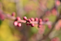 売るの花芽