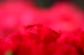 0125_078.JPG