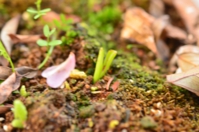 サクラソウの新芽