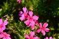 1018_101.JPG