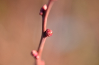 ブルーベリーの花芽