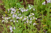 大根のお花