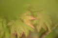 1120 D802_0045.JPG