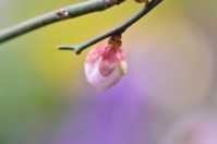 梅の花芽