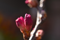 緋寒桜