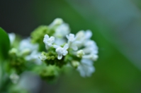 ライラックの花芽