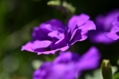 0527_0070.JPG