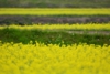 150530D7100_201.JPG