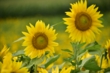 150804D810_494.JPG