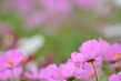 150805D7100_030.JPG