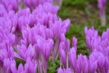 130930D710_013.JPG