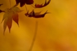 131102D710_078.JPG