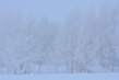131222D710_016.JPG