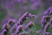 140727D7100_348.JPG