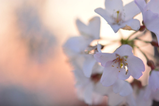 しだれ桜