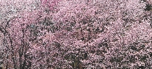 聖台ダムの桜