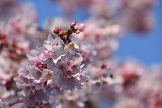 しだれ桜